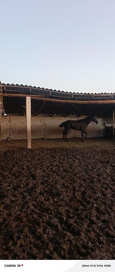 Услуги ветеринара: Продаю | Жеребец | Для разведения — 2