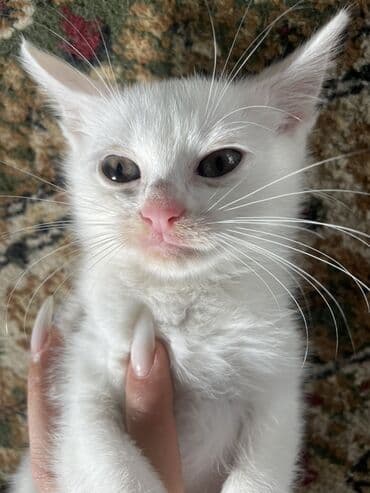 зеркальный карп: Белоснежные котята с разными глазами (гетерохромия) Описание: - — 10