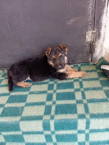 Щенок авчарки 1,5 месяца сука