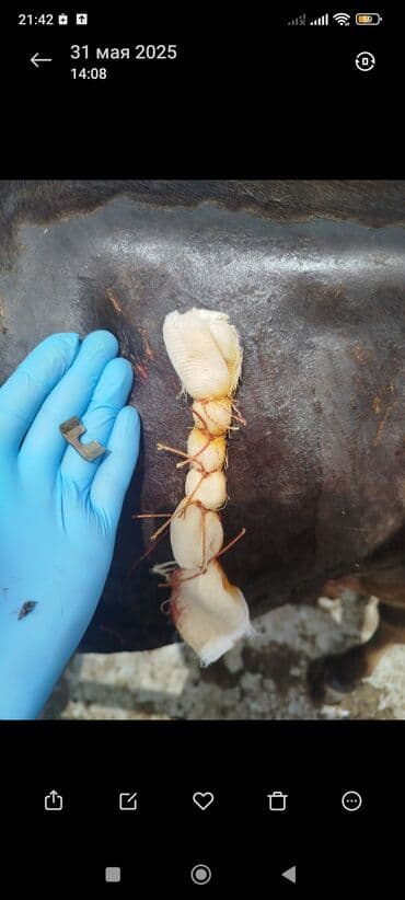 стрижка на дому: Ветеринар на выезд всех видов животных 24/7 Диагностика Лечение — 5