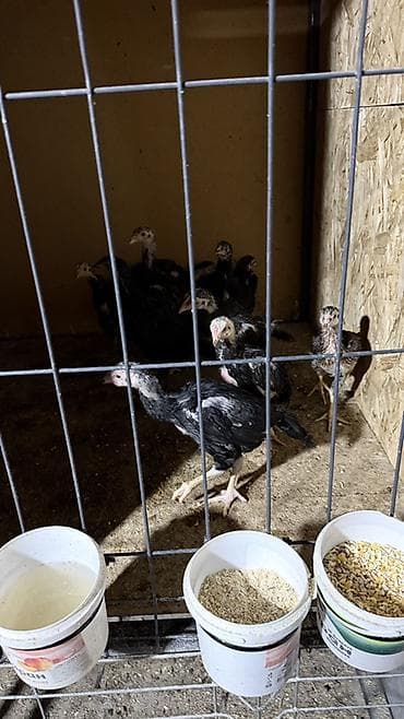 продам курей: Продаю | Куры | Бойцовая | Для разведения — 4