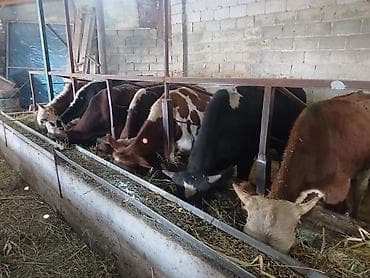 Продаю | Бык (самец) | Полукровка | На откорм at lalafo.kg Продаю | Бык (самец) | Полукровка | На откорм
