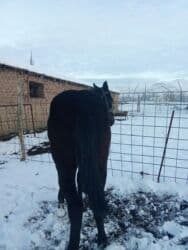 дом животных: Продаю | Жеребенок | Полукровка | На забой, Для разведения | Племенные — 6