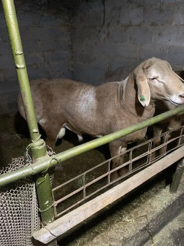 продажа щенков немецкой овчарки с документами в бишкеке: Продаю | Баран (самец) | Арашан | Для разведения | Осеменитель — 4