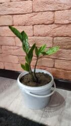 машины даром: 3)Меняю кактус (цветет часто мелкими цветками) на 1 кг гороха 2) — 7