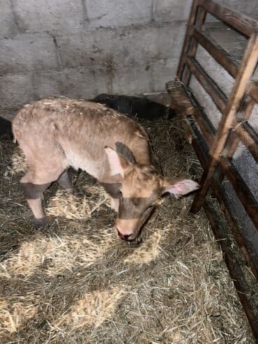 объявления о собаках: Продаю | Музоо, торпок | Для разведения | Привязанные — 4