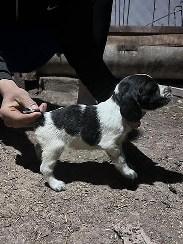 бенгальская кошка домашняя: Щенок с черно-белым окрасом, коротким хвостиком и плотным костяком — 3