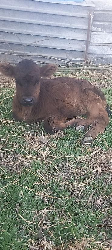 Аквариумы: Продаю | Тёлка, Музоо, торпок | Швицкая | Для разведения, Для молока — 8