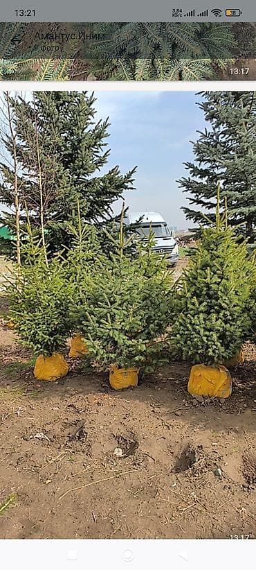 Уруктар жана көчөттөр: Ели и хвойные деревья с комом земли - Породы: ель голубая (колючая) — 5