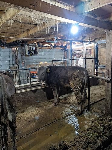 животные корова: Продаю | Бык (самец) — 9