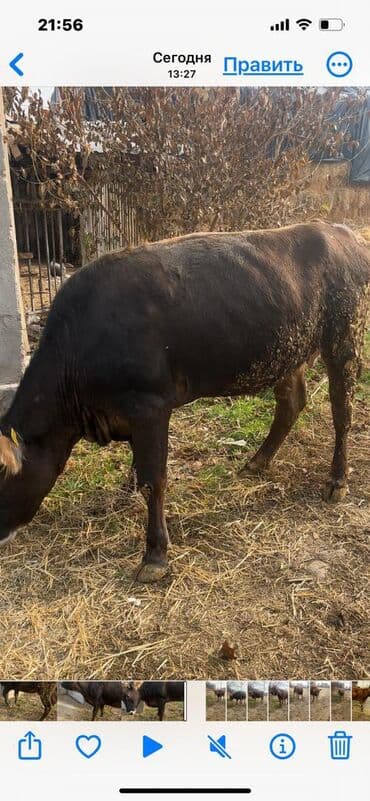 продаю породистых коров: Продаю | Корова (самка) | Для молока | Привязанные — 10