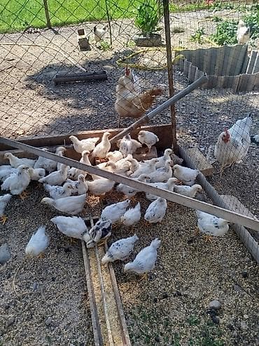 цетка для кур: Продаю | Цыплята | Для разведения — 2