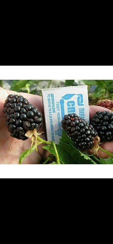 саженцы полька: Принимаем заказы на саженцы еживики сорт «Натчез» в стаканчике есть — 7