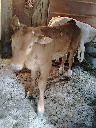 Животные: Продаю | Бык (самец) | На откорм | Привязанные — 6