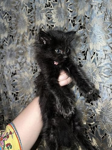 кошки манчкины: Ищем дом для котят 🐾 5 малышей, 1,5 месяца: 3 девочки и 2 мальчика — 4