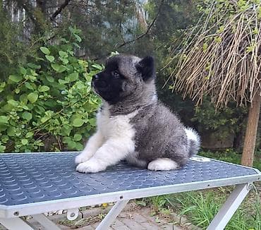 продам собаку объявление sobaka: 3 месяца, Самка, С родословной — 8