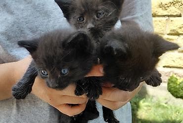 cane corso: Черные котята, помет из трех малышей. Описание: - Окрас: ровный — 2