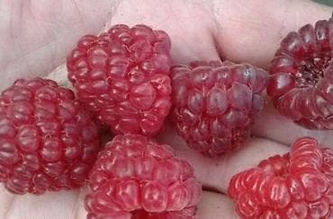 продаю помидоры: Малина — 6