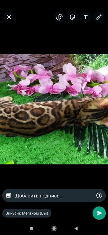 бенгальский леопардовый кот: Друзья !! в проф питомнике Бен Гла Мур новые детки .Бенгальские котята — 15