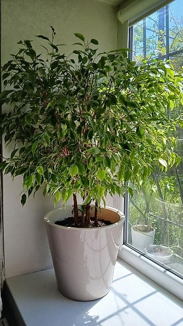 фикус цветок: ФИКУС Продаю ФИКУСЫ В каждом стаканчике по 5 веточек: хорошо — 2