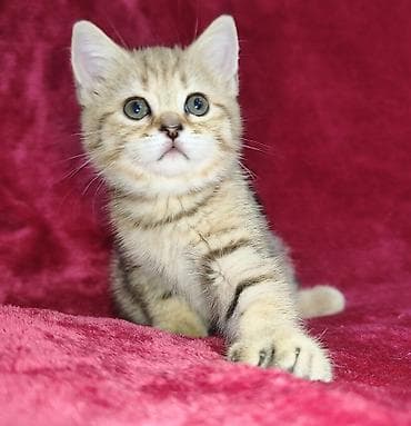 кошка мальчик: Продается шотландский котенок. Золотая шиншилла. Девочка. Обработана — 4