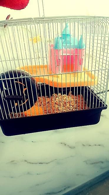 Үй жаныбарлары үчүн товарлар: Клетки для хомяков с комплектом аксессуаров. Варианты: - — 2