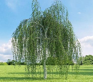 куплю барбарис: Платная доставка, Бесплатная доставка, Самовывоз — 4