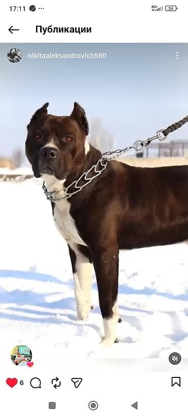Отдам даром собаку: Вязка: Питбуль, Самец, 2 года — 3