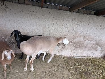 египетская кошка: Продаю | Баран (самец) | Для разведения | Осеменитель — 5