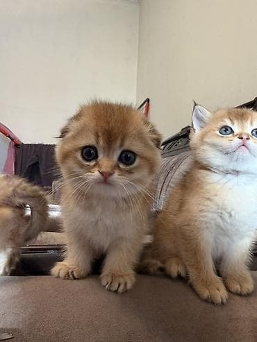 лысая кошка: Шотландские котята (скоттиш-фолд и скоттиш-страйт) - Помёт с разными — 2