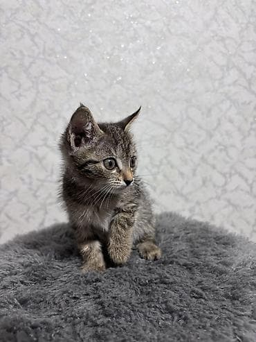 котята ош: ⭕️ Бесплатно, Бишкек! Котёнок, мальчик, возраст — 1 месяц. Окрас — 3