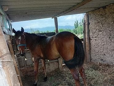 собака для вязки: Продаю | Жеребец | Рабочий — 1