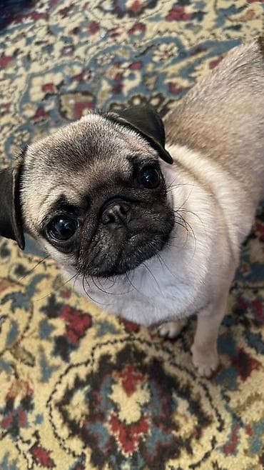 кошка рэгдолл: Мопс, 4 месяца, Самка — 3