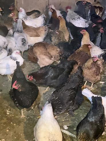 клетки кур несушек: Продаю | Куры, Петух | Домашняя | На забой, Для разведения, Несушки — 7