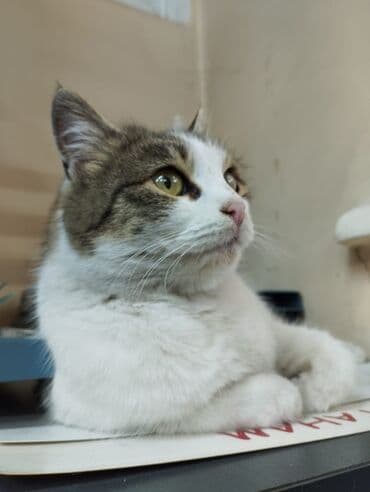 домик для кота: Кошка даром: Беспородная, 1 год, Девочка, Кастрирована, Проглистована, С прививками — 2