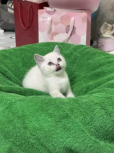манчкин кот купить: Британская короткошёрстная, 2 месяца, Девочка, Белый, Приучена к лотку — 1