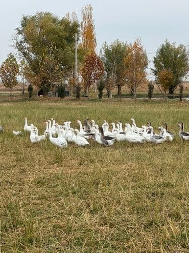 Гуси на вольном выпасе Возраст 8 месяцев - Поголовье крупное