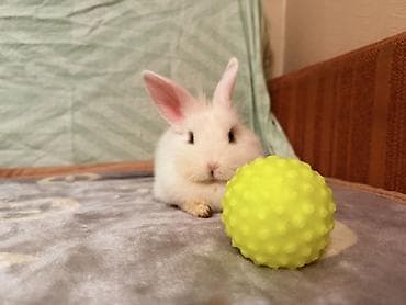 кемири: Карликовый декоративный кролик (белый, короткошерстный) Девочка — 2