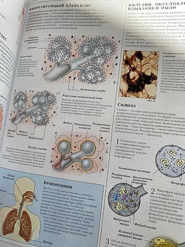 продаю боди: Книга «Человеческое тело» Dorling Kindersley, под редакцией Тони Смита — 10