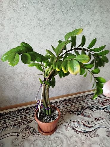 долларовое: Срочно!!!!! Замиокулькас (долларовое дерево) в горшке. - Куст из — 3
