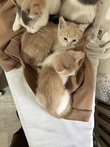 новорожденные котята: Кошка даром: Беспородная, 2 месяца, Девочка, Приучена к лотку — 2