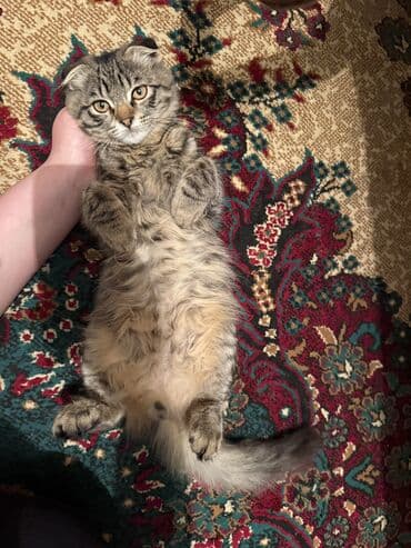 бенгальский леопардовый кот: Найдена : Скотиш Фолд (Шотландская вислоухая), Мальчик, Лиловый — 2