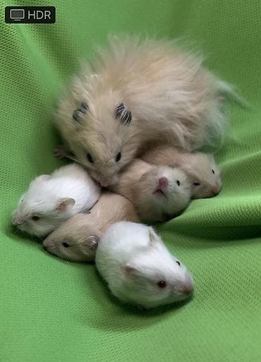 Услуги ветеринара: Продаются хомячки джунгарские, сирийские, ангорские пушистые хомячки — 1