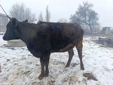 лошади жеребенок: Продаю | Тёлка | Полукровка | На откорм | Привязанные — 3