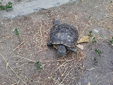 морская черепаха: Красноухая черепаха (Trachemys scripta elegans) - Аквариумная водная — 1