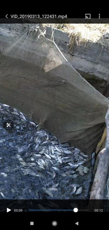 оптом товары: Малек. Амур, Карп, Толстолоб, Оптом.Оптом принимаем заказы есть — 4