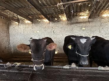 бычки продаются: Продаю | Бык (самец) | На откорм — 3