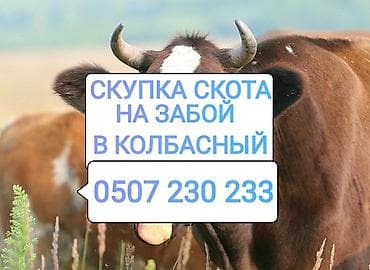 Колбасный цех : Лошади, кони, Коровы, быки, | Круглосуточно, Любое состояние, Забитый