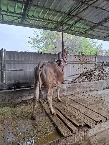 бычки швиц: Продаю | Корова (самка) | Швицкая | Для молока — 3