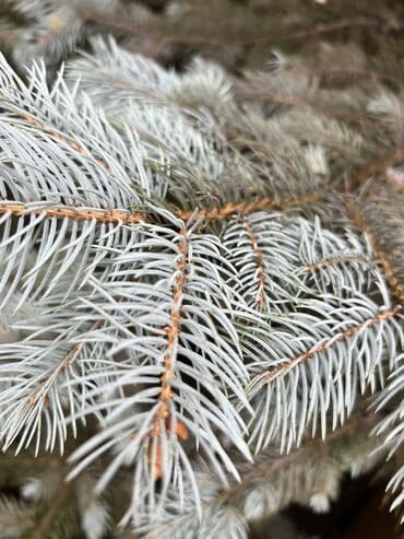 декоративный голубой ель: Голубая ель срочно — 5